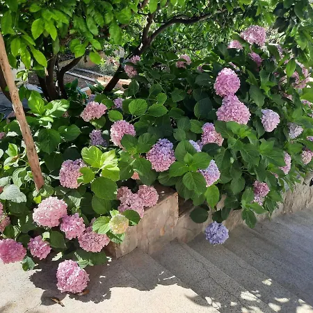 Franicevic With Spacious Terrace And Beautiful View Apartment